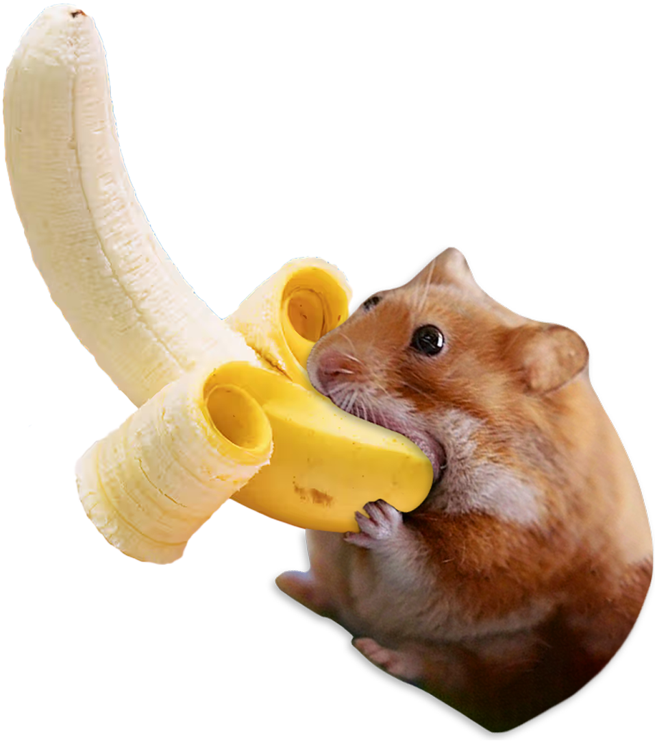 Nomnom eating a banana